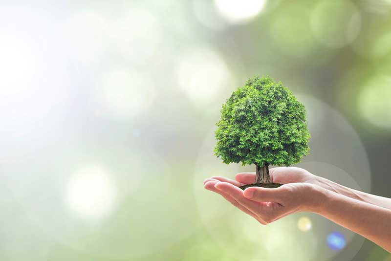 digital image of a hand holding a miniature tree