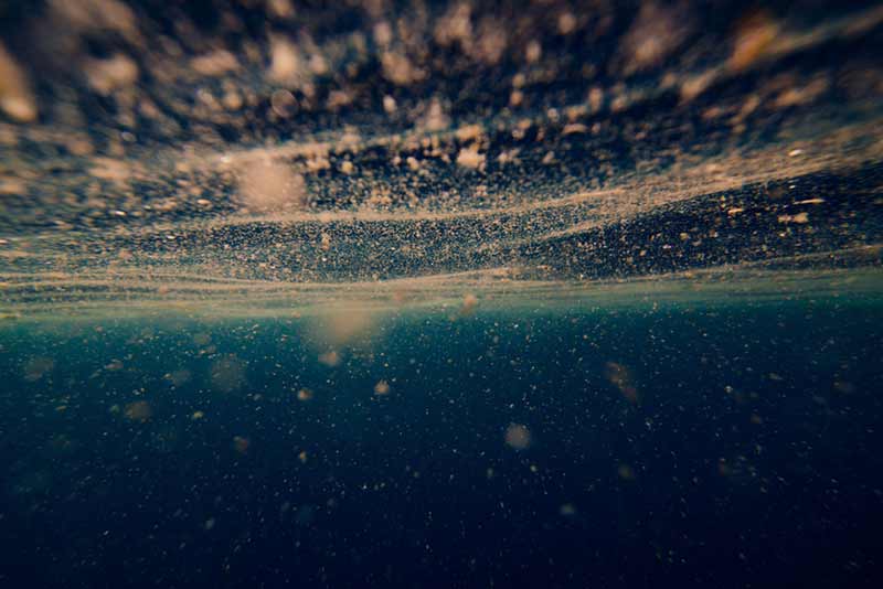 plankton in the ocean