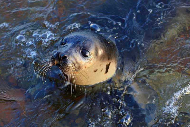 happy seal sticking his head out of the ocean